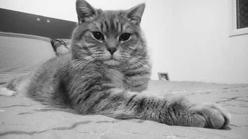 Portrait of cat sitting on floor