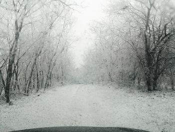 Bare trees in forest during winter