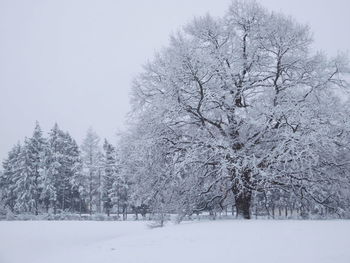 Snow covered trees against sky