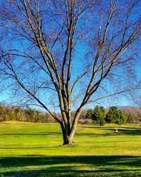 Bare tree on grassy field against sky