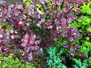 Close-up of purple flowers