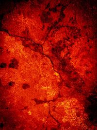 Close-up of red leaf