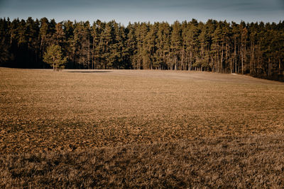 Scenic view of trees growing on field against sky