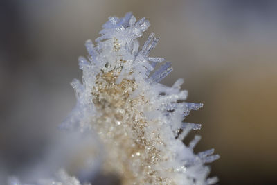 Close-up of frozen flower