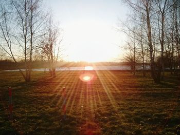 Sun shining through trees on grassy field