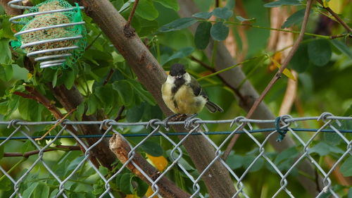 Close-up of bird perching on chainlink fence