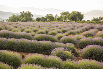 Scenic view of lavender field against sky