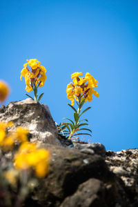 Close-up of yellow flowering plant against rock