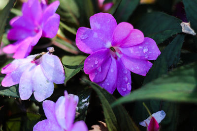 Close-up of pink flowers blooming outdoors