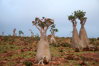 Low angle view of plants against sky