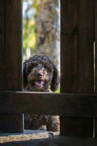 Cute lagotto romagnolo dog looking through wooden fence