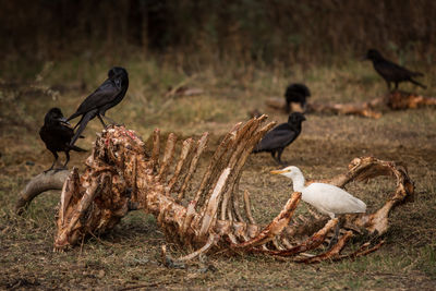 Birds perching on animal skeleton at field