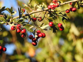 Red berries growing on tree