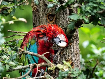 Bird perching on tree trunk