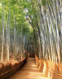 Empty footpath amidst bamboo plants in forest