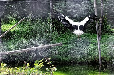 View of birds flying over water