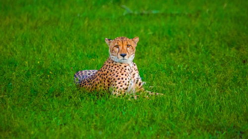 Portrait of a leopard on grassland
