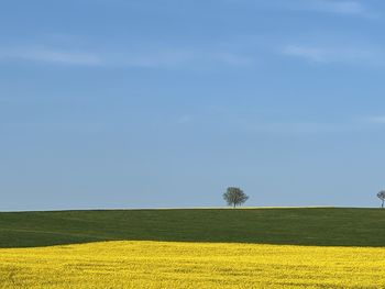 rapeseed