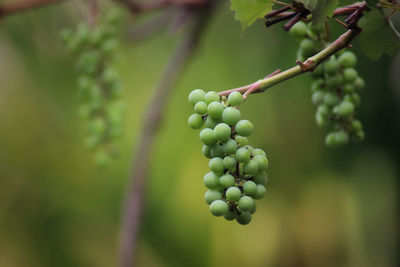 Close-up of grapes growing in vineyard