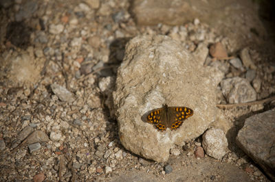 High angle view of insect on rock