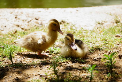 Close-up of ducklings on grass