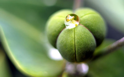 Close-up of fruit on plant