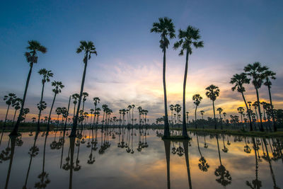 Silhouette palm trees by swimming pool against sky during sunset