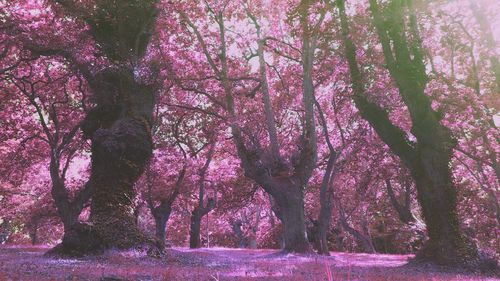 Pink flowers growing on tree