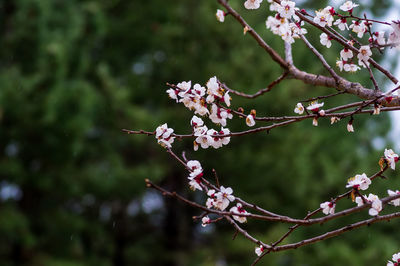 Close-up of pink cherry blossoms in spring