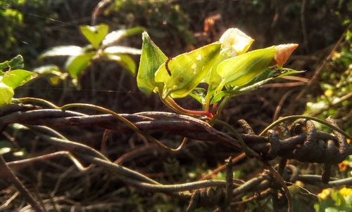 Close-up of lizard on plant