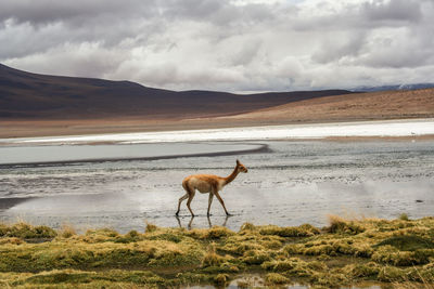 Alpaca walking on shore against sky