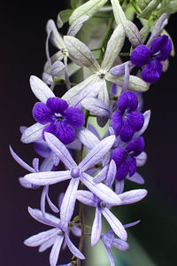 Close-up of purple flowering plant against black background