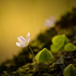 Beautiful white wood sorrel flowers blooming on a forest ground. shallow depth of field. 