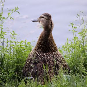 Bird on a field