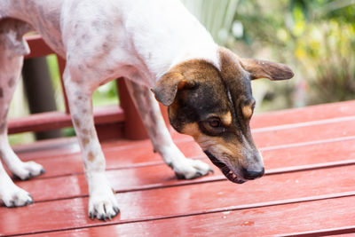 Close-up of a dog