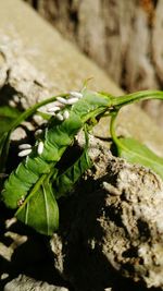 Close-up of insect on leaf