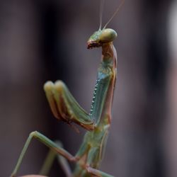 Close-up of insect on plant