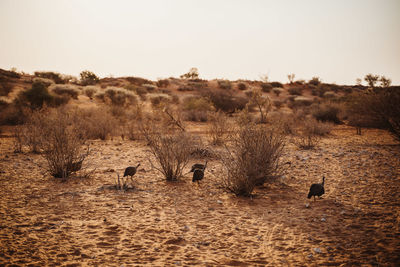 View of animals on field against sky