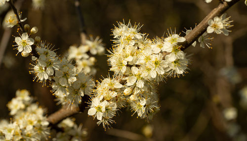 Close-up of white flowering plant
