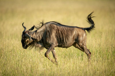 Blue wildebeest frolics in grass in sunshine