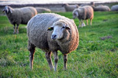 Sheep grazing in a field