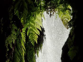Scenic view of green leaves in forest