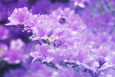 Close-up of purple flowering plant