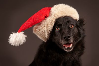 Close-up portrait of black dog