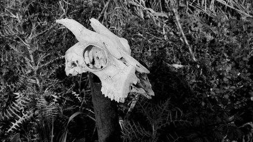 Close-up of animal skull on field