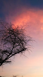 Low angle view of silhouette tree against sky during sunset