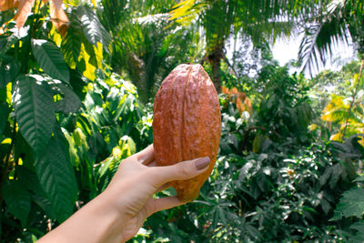 Midsection of person holding ice cream cone against trees