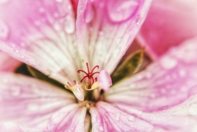 Close-up of pink flower