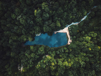 High angle view of trees by lake in forest