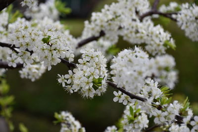 Close-up of white cherry blossoms in spring